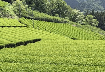 令和8年5月7日、第1回 品目研修会 を開催、ＪＡ葬祭神奈川の葬祭担当者が集まり、神奈川の県産農産品「足柄茶」について学びました。 足柄上郡山北町にある「株式会社神奈川県農協茶業センター」にて研修、近隣の「お茶畑」を視察。 「茶葉の量」「お湯の量」「お湯の温度」「浸出時間」、淹れ方を気にするだけで一段と美味しくなるなんて驚きました！ この記事をご覧になられた皆様も、ぜひ 丹沢・箱根山麓の恵み　味と香りの「足柄茶」をぜひご賞味ください。