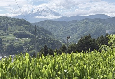 令和8年5月7日、第1回 品目研修会 を開催、ＪＡ葬祭神奈川の葬祭担当者が集まり、神奈川の県産農産品「足柄茶」について学びました。 足柄上郡山北町にある「株式会社神奈川県農協茶業センター」にて研修、近隣の「お茶畑」を視察。 「茶葉の量」「お湯の量」「お湯の温度」「浸出時間」、淹れ方を気にするだけで一段と美味しくなるなんて驚きました！ この記事をご覧になられた皆様も、ぜひ 丹沢・箱根山麓の恵み　味と香りの「足柄茶」をぜひご賞味ください。